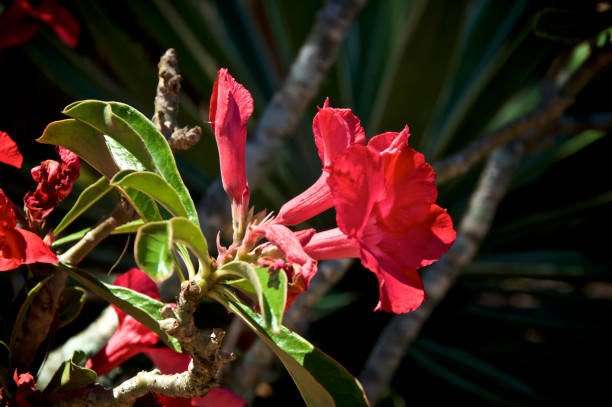 Pink/Red Desert Rose Adenium obesum Plant One Gallon