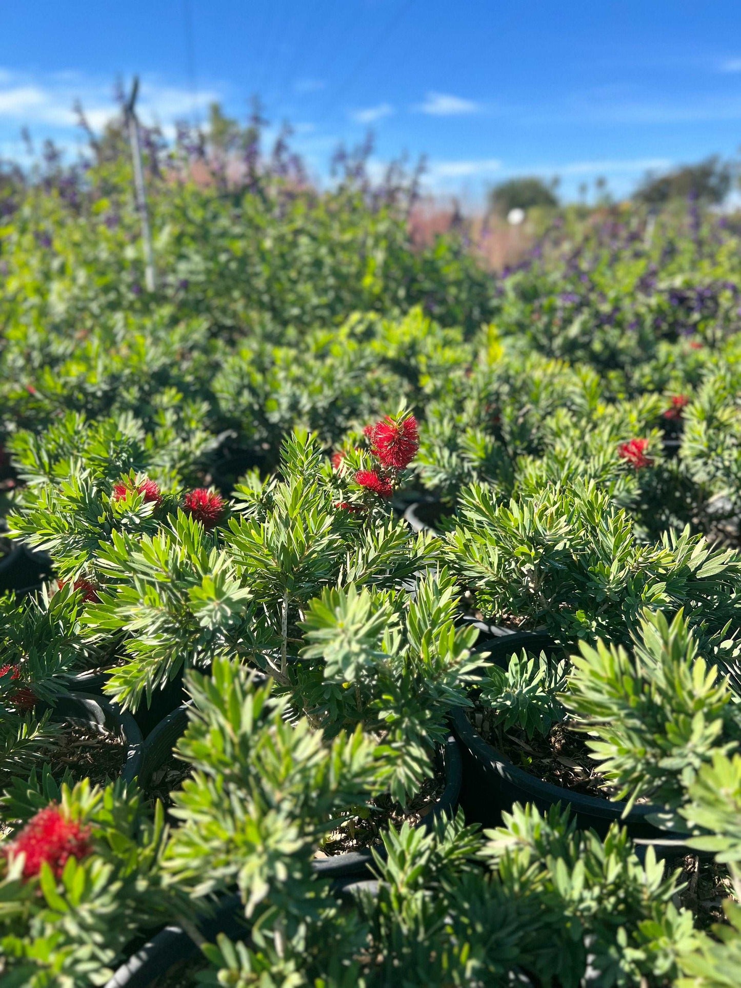 little john dwarf bottlebrush