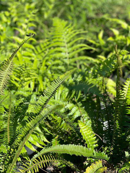 Australian Tree Fern Alsophila australis 1 Gallon Size Healthy Harvesters