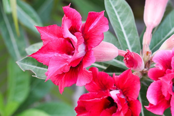 Pink/Red Desert Rose Adenium obesum Plant One Gallon Healtny Harvesters