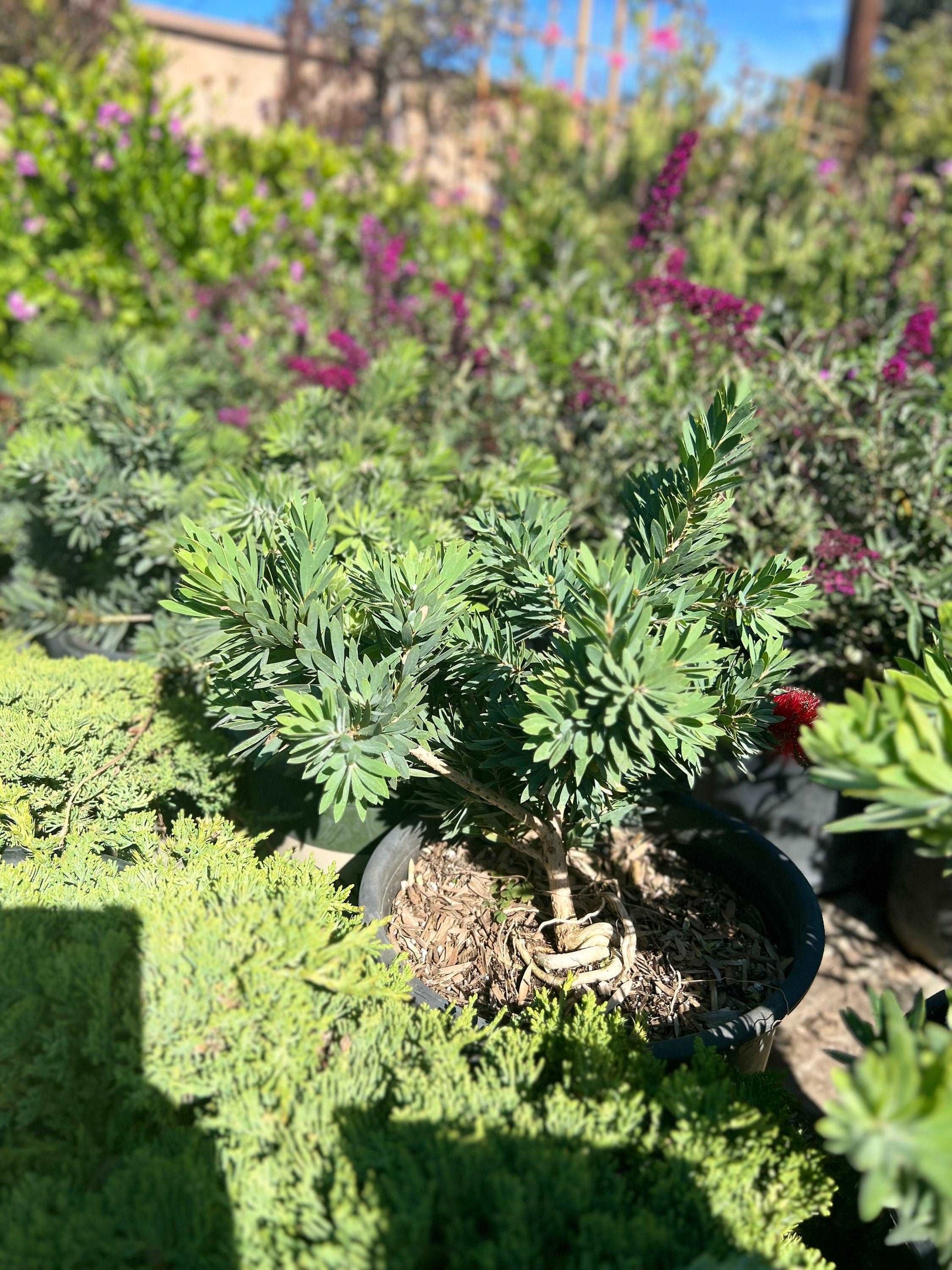 little john bottlebrush plant