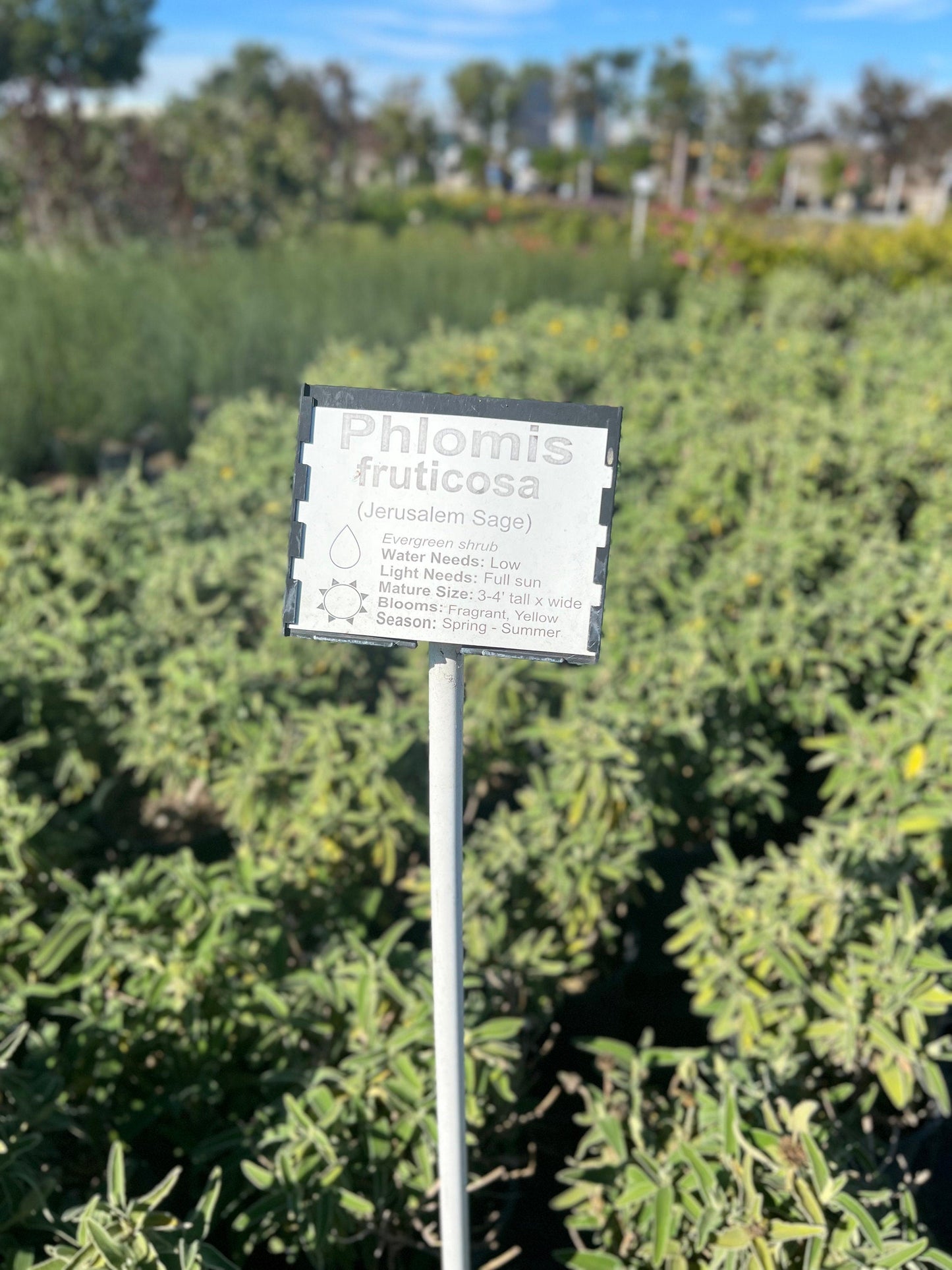 Jerusalem Sage Phlomis Fruticosa Plant One Gallon