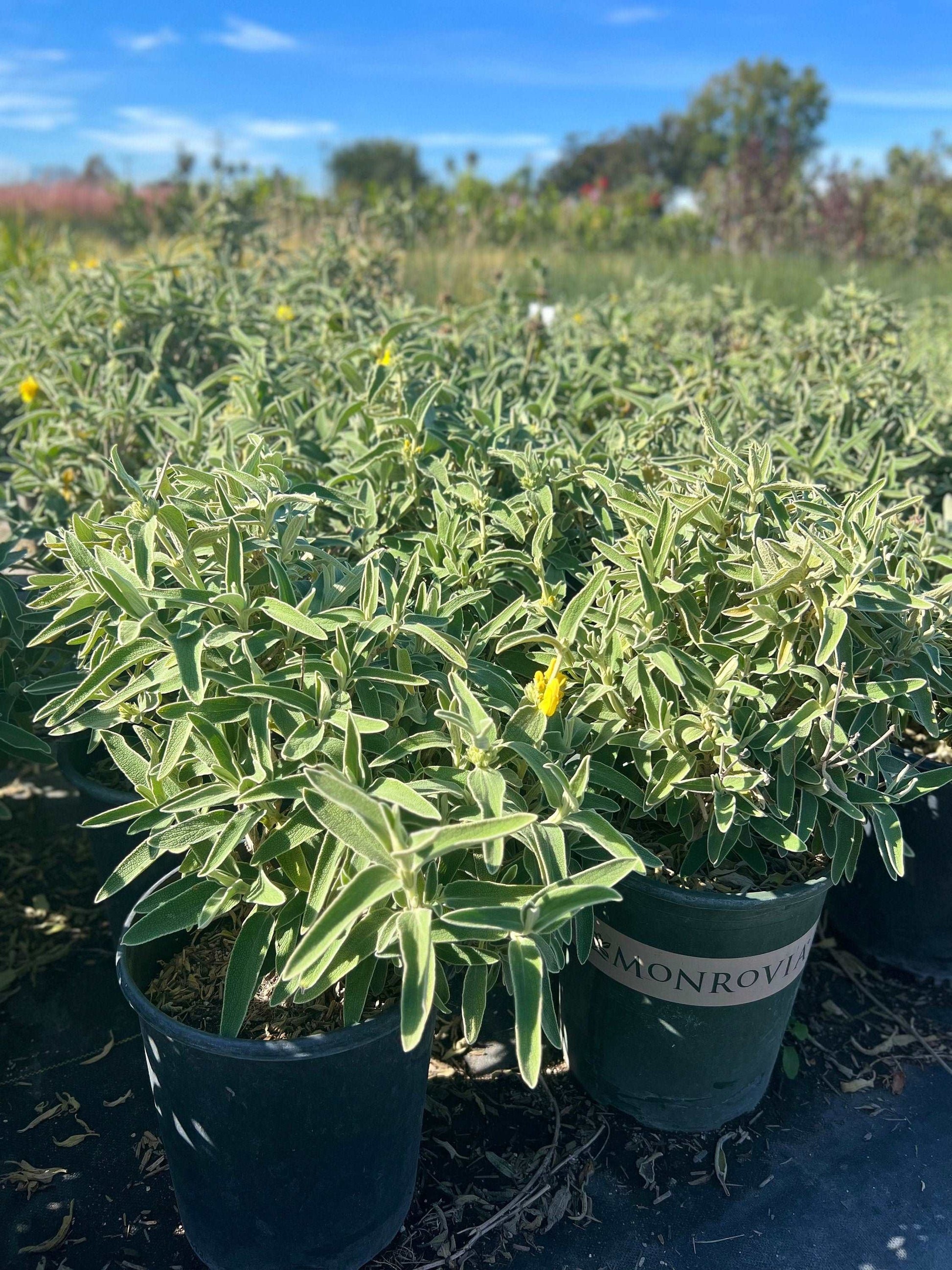 Jerusalem Sage Phlomis Fruticosa Plant One Gallon Healtny Harvesters