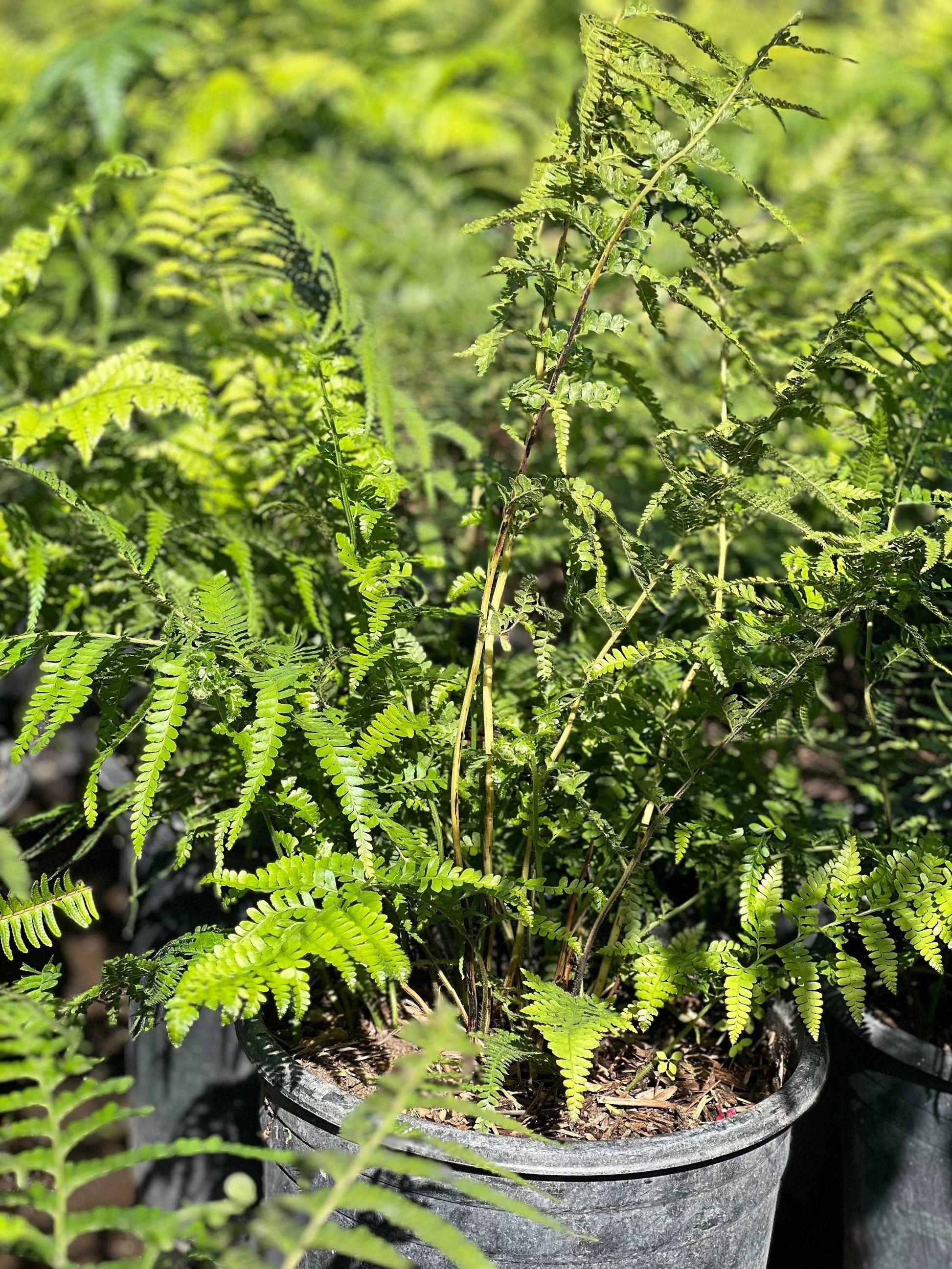 Australian Tree Fern Alsophila australis 1 Gallon Size Healthy Harvesters