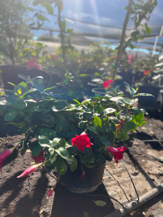 Mandevilla Sun Parasol Crimson Red Plant One Gallon Size Healtny Harvesters