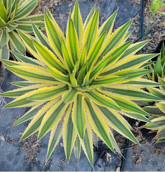 Agave lophantha Quadricolor Plant One Gallon Size Healthy Harvesters