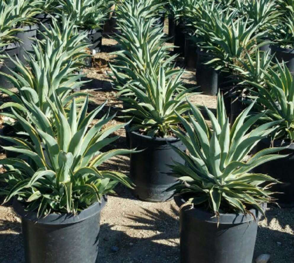 Agave Desmentiana  Smooth Agave Plant One Gallon Size Healthy Harvesters