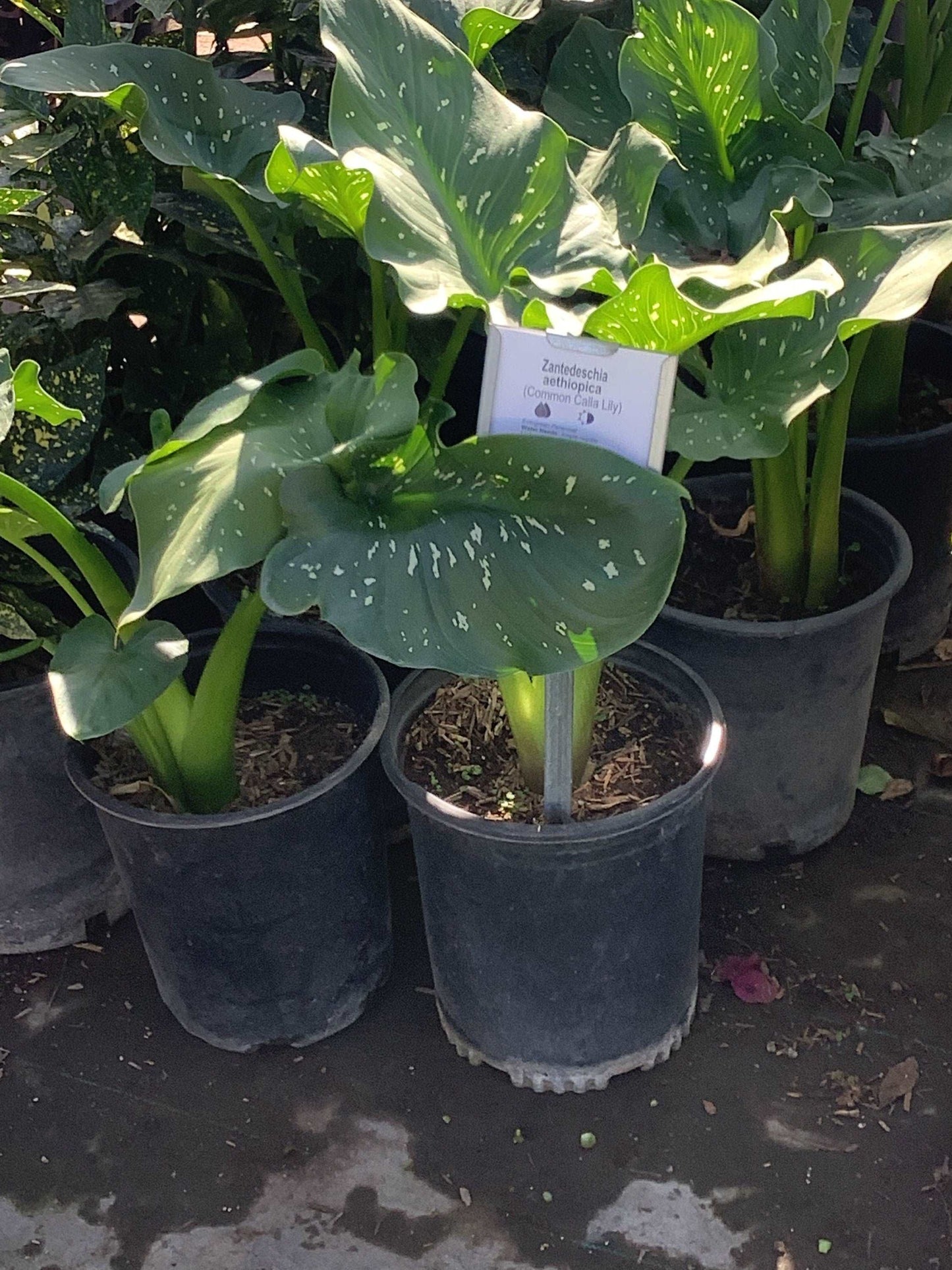 Calla Lilly Zantedeschia aethiopica Plant One Gallon Size Healtny Harvesters