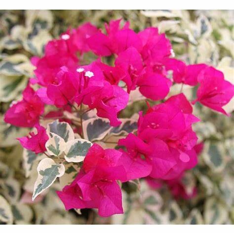 Raspberry Ice Bougainvillea Plant 1 Gallon Size Healthy Harvesters