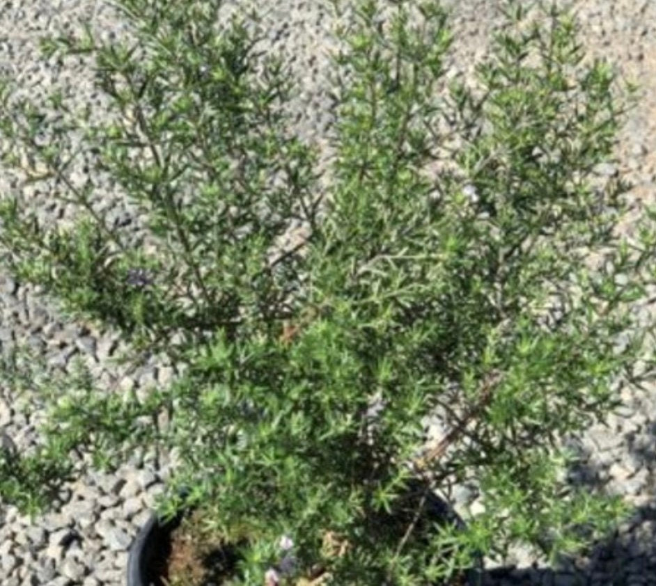 Westringia fruticosa Blue Gem Coast Rosemary Plant 5 Gallon Size