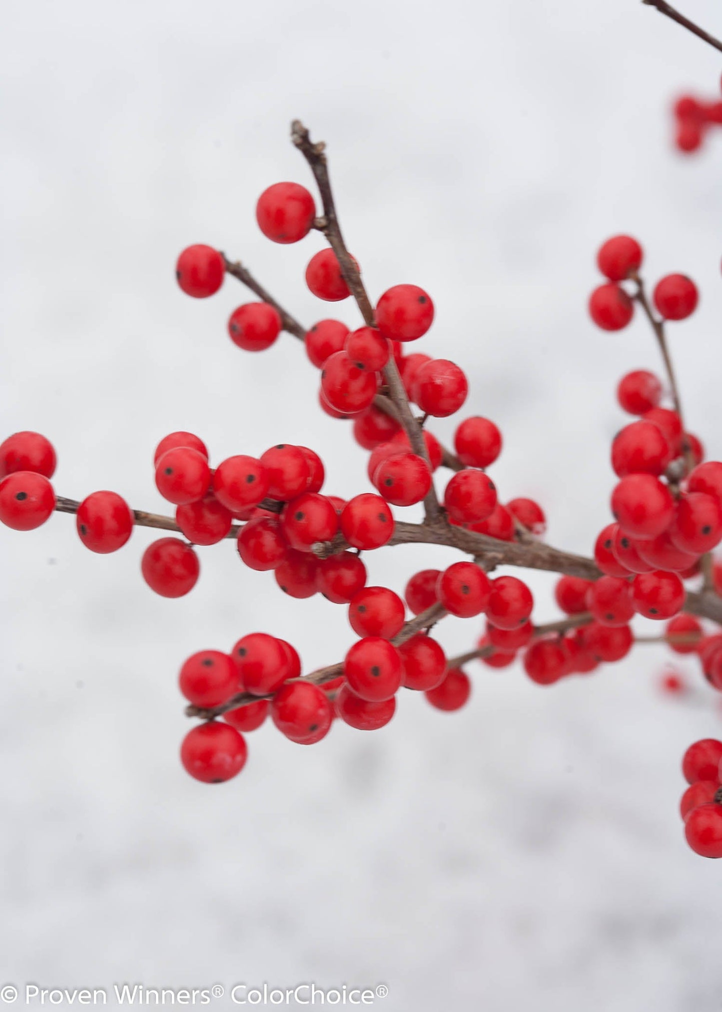 Berry Poppins® Winterberry