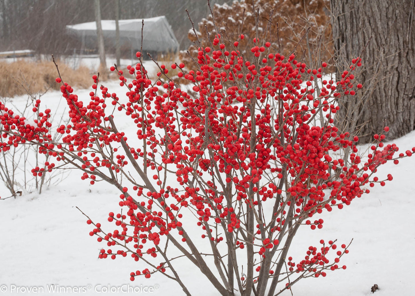 Berry Poppins® Winterberry