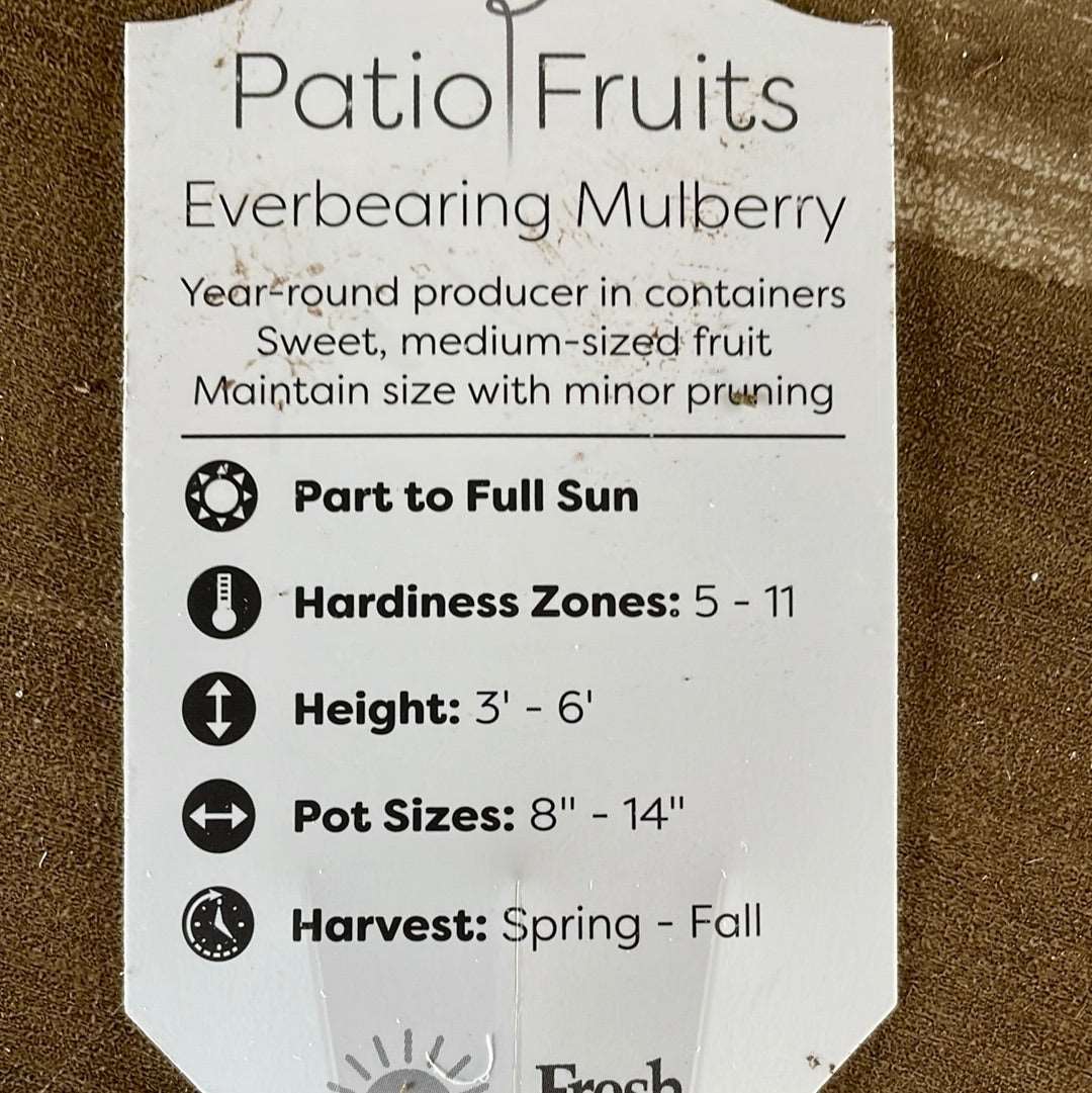 Patio Fruits 1 Lovehopegrow