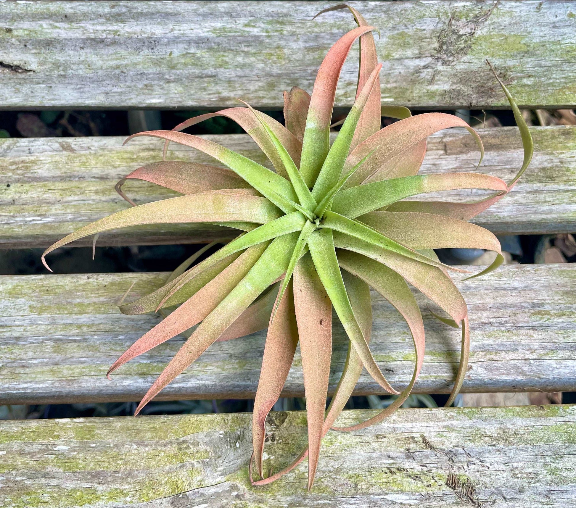 Capitata Peach Lovehopegrow