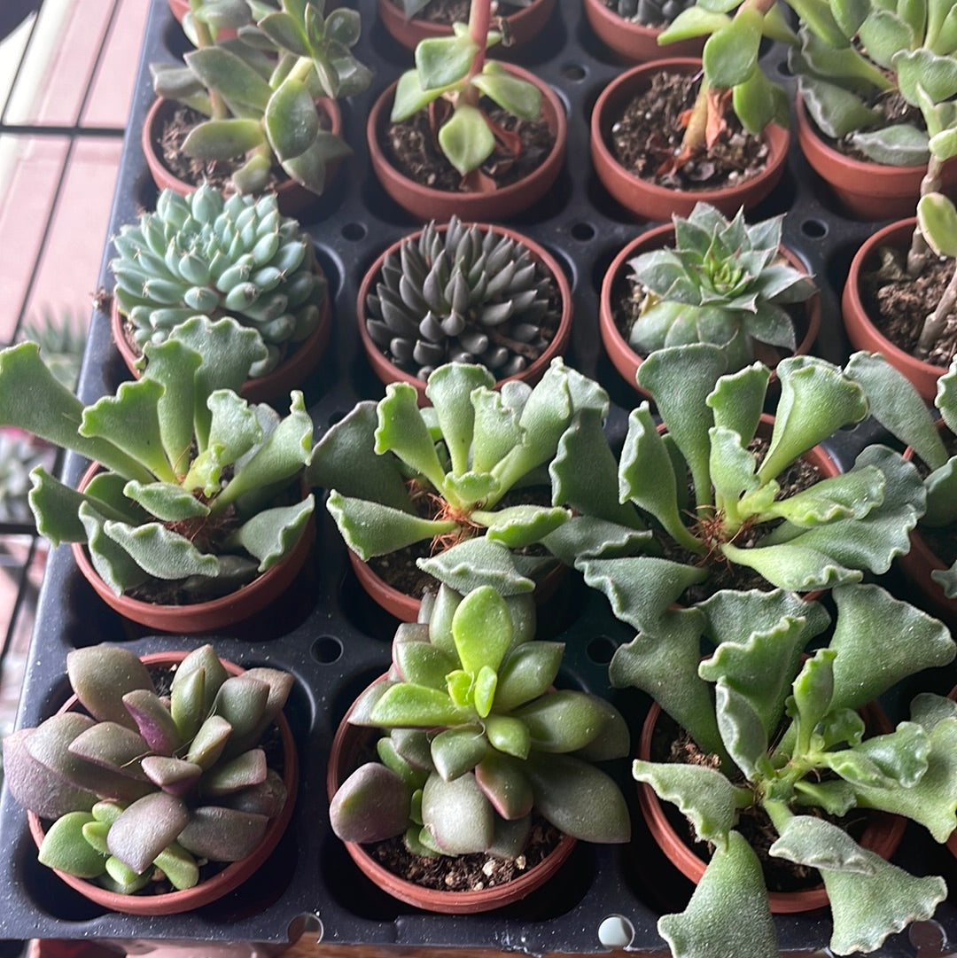 Fairy Garden Succulents