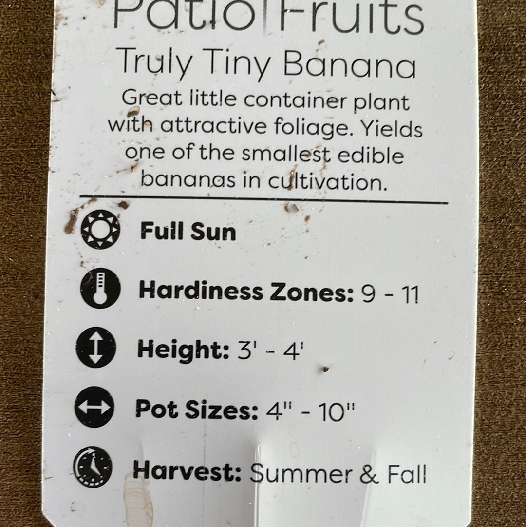 Patio Fruits 1 Lovehopegrow