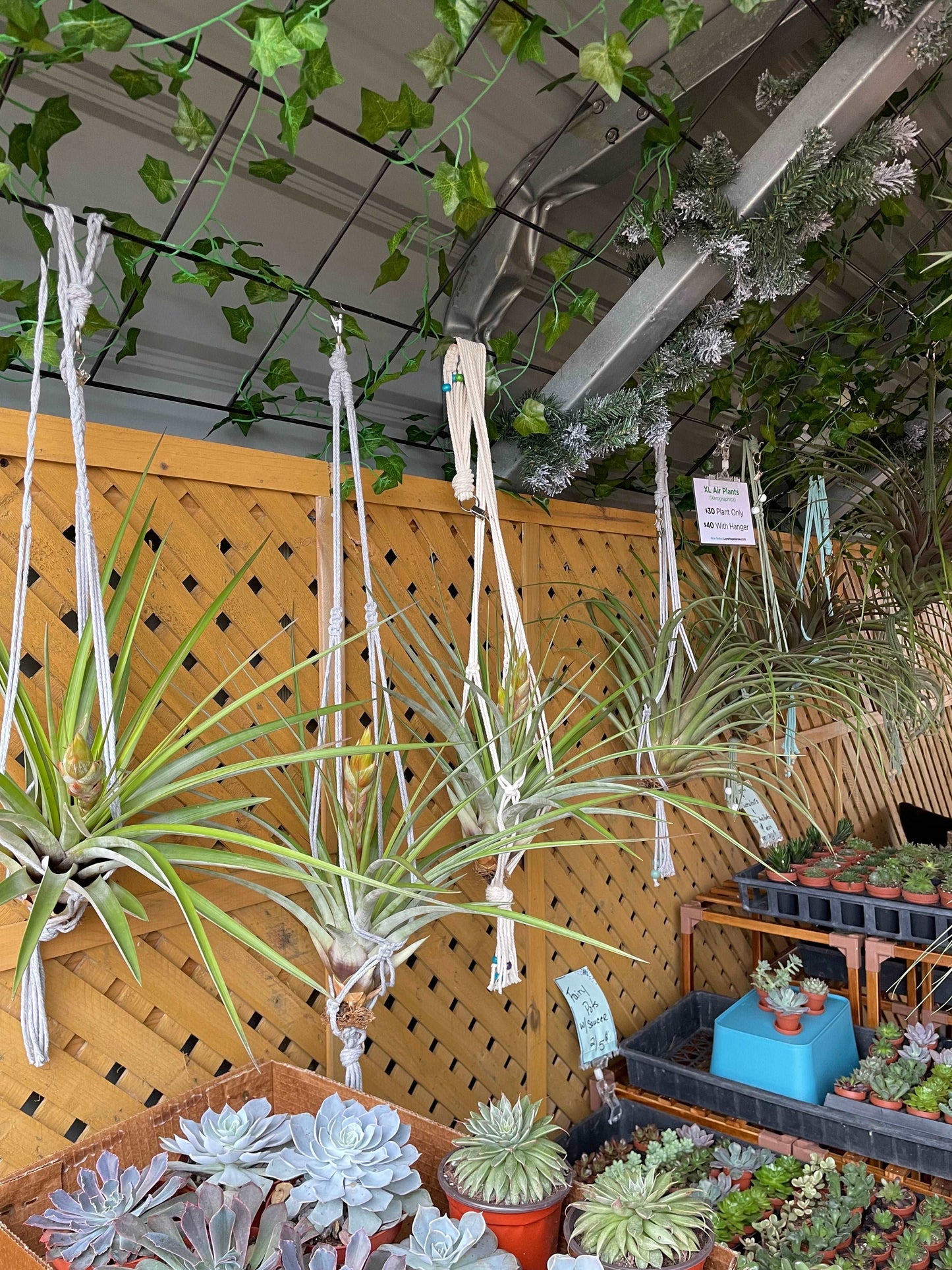 Fasciculata Tropiflora Lovehopegrow