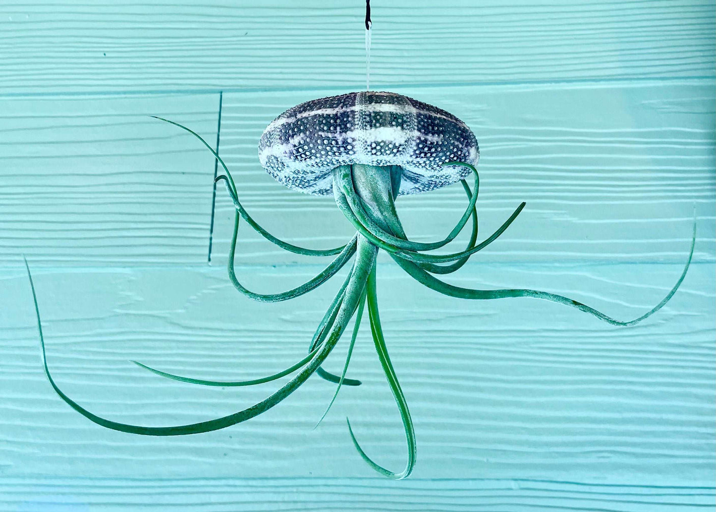 Hanging Sea Urchin Lovehopegrow