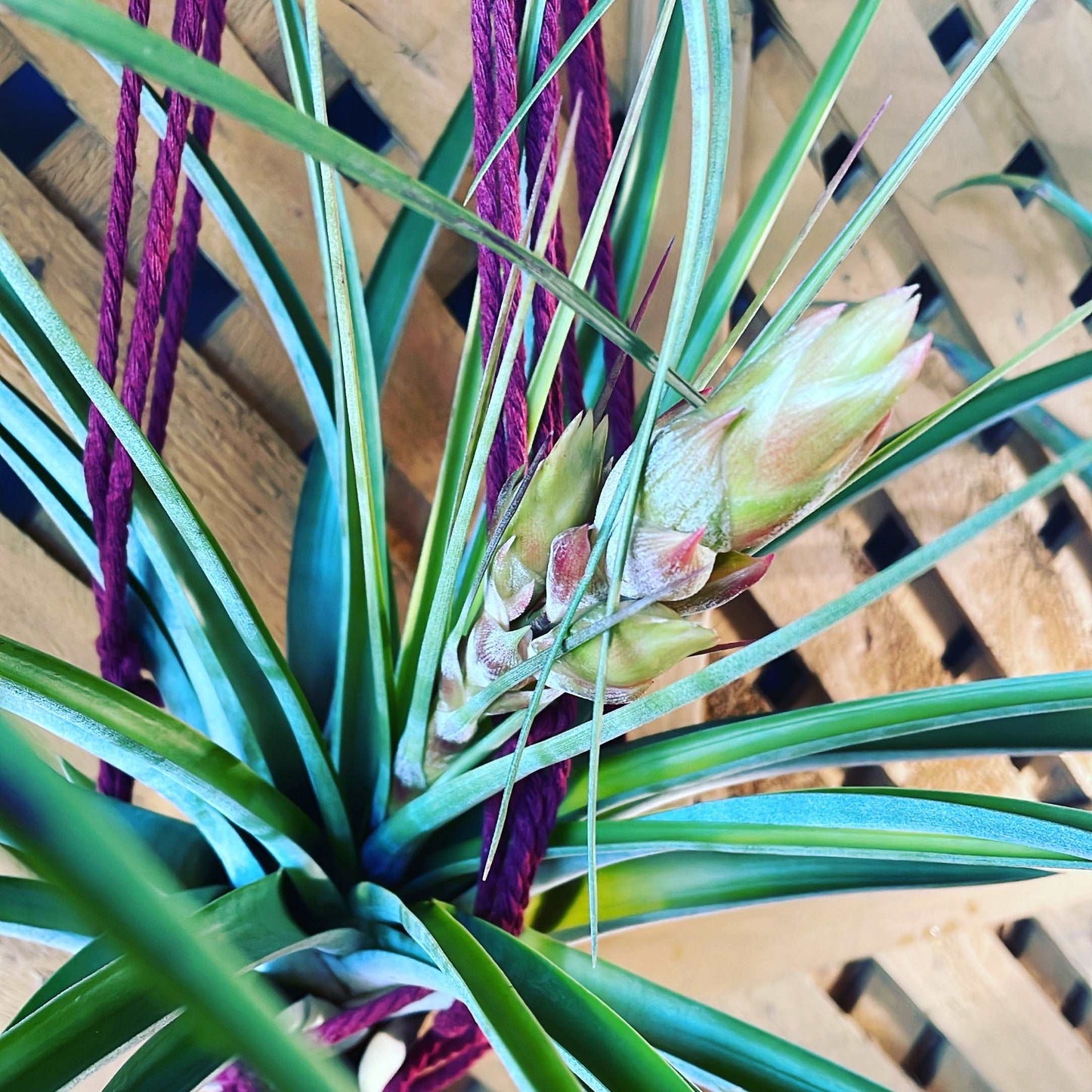 Fasciculata Tropiflora Lovehopegrow