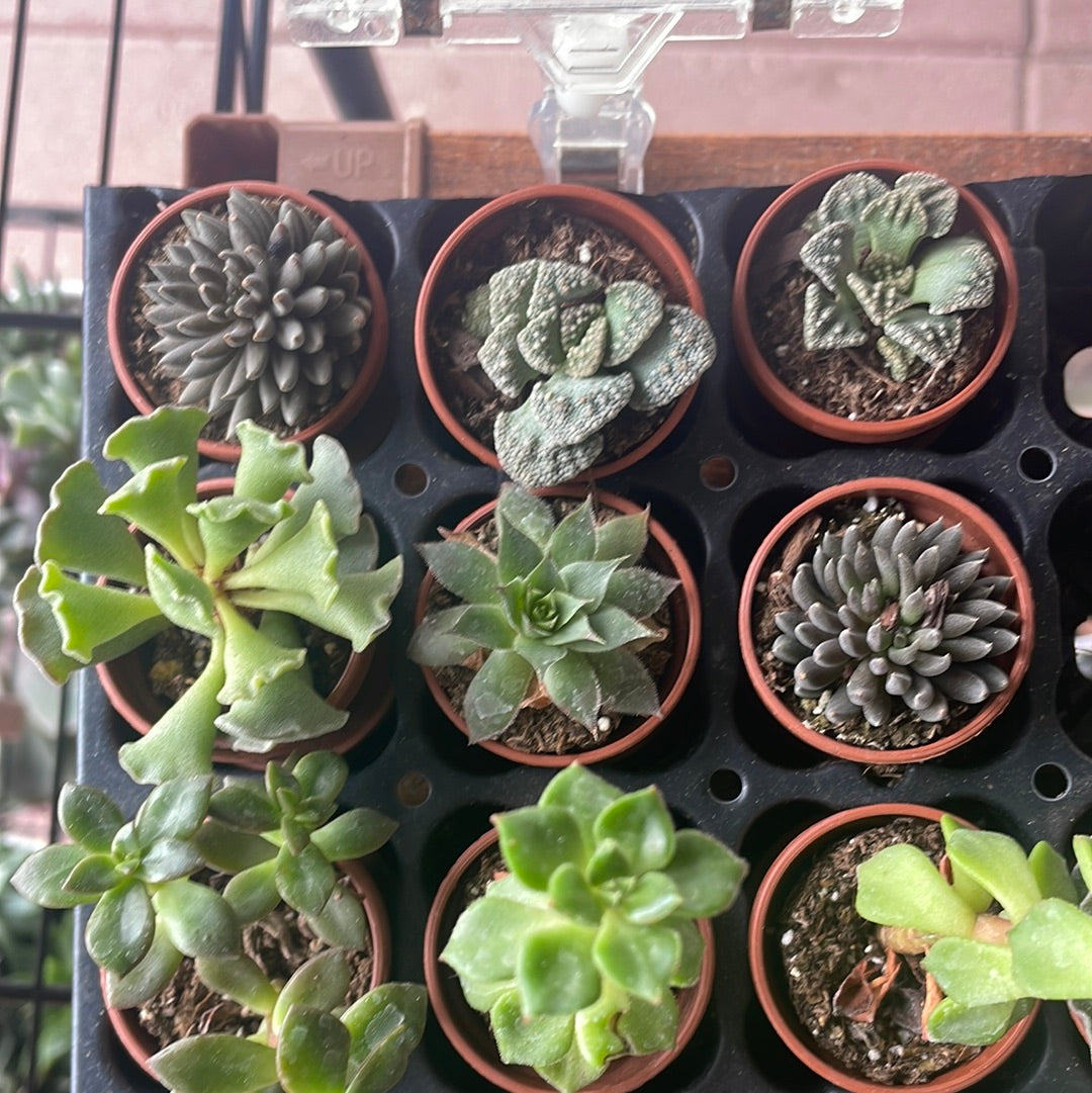 Fairy Garden Succulents