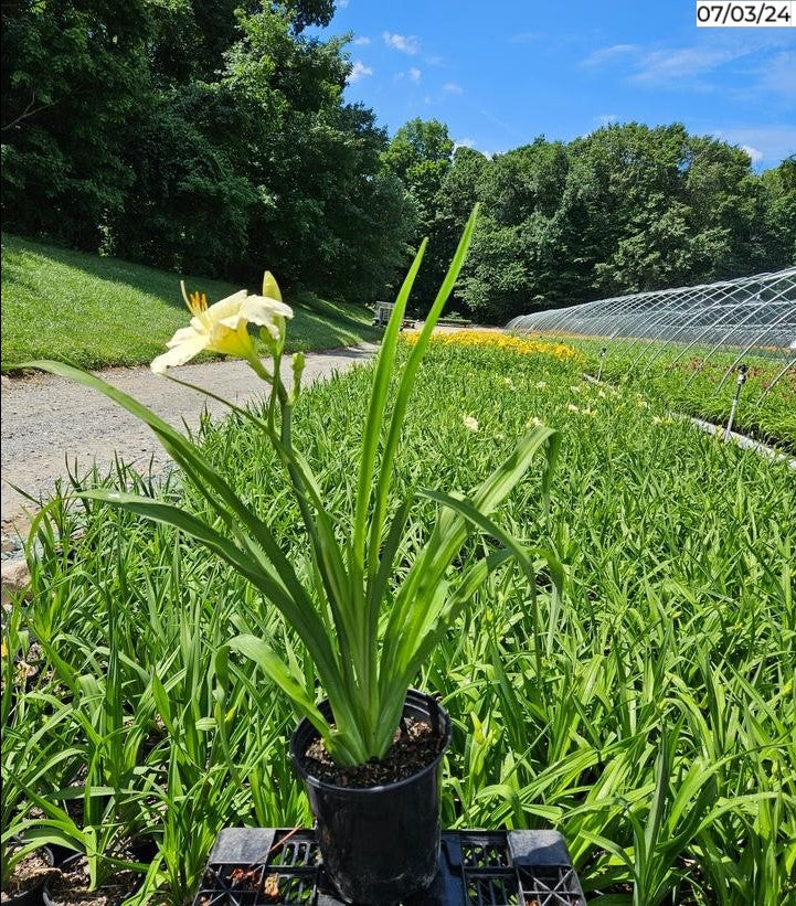 Joan Senior Daylily