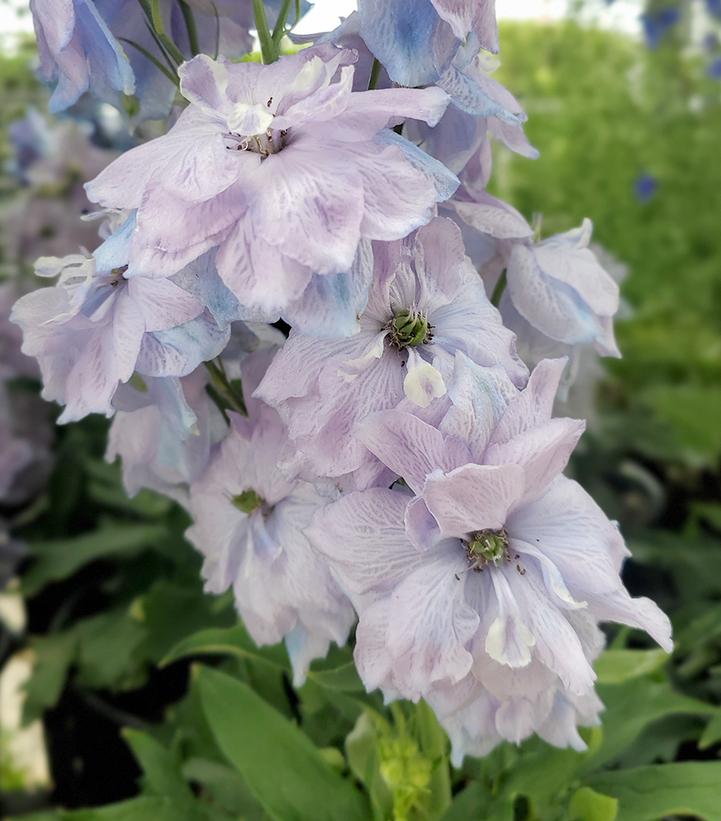 Blue Lace Bee Delphinium