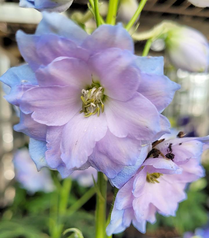 Blue Lace Bee Delphinium