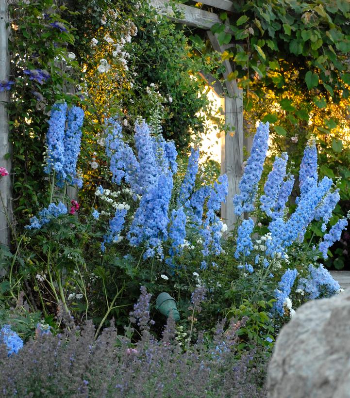 Blue Lace Bee Delphinium