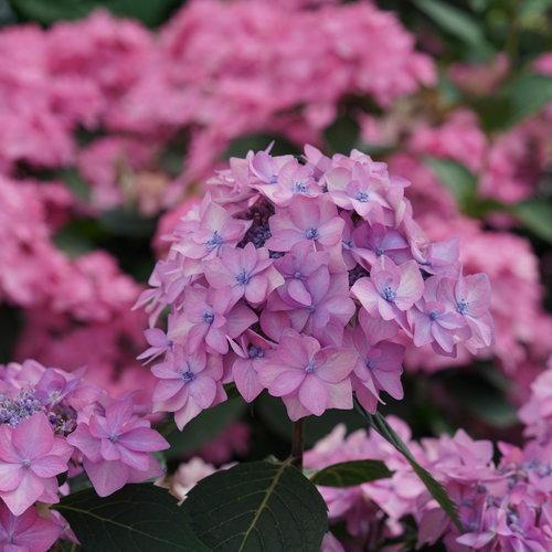 Let's Dance Can Do® Reblooming hydrangea