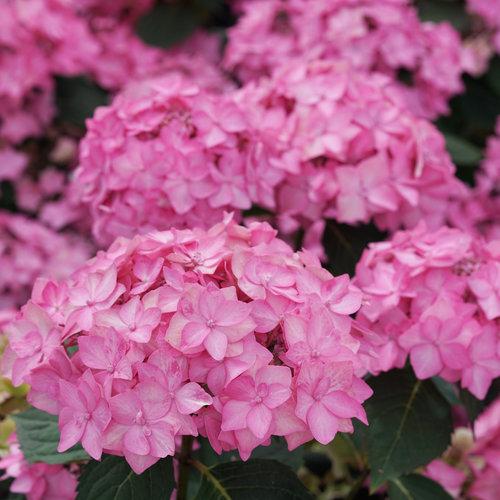 Let's Dance Can Do® Reblooming hydrangea