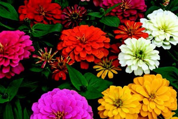 Magellan Hybrid Formula Mix Zinnia Seeds