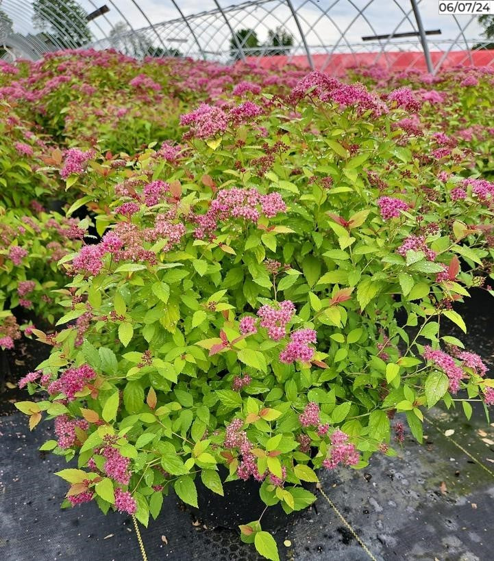 Magic Carpet Spiraea