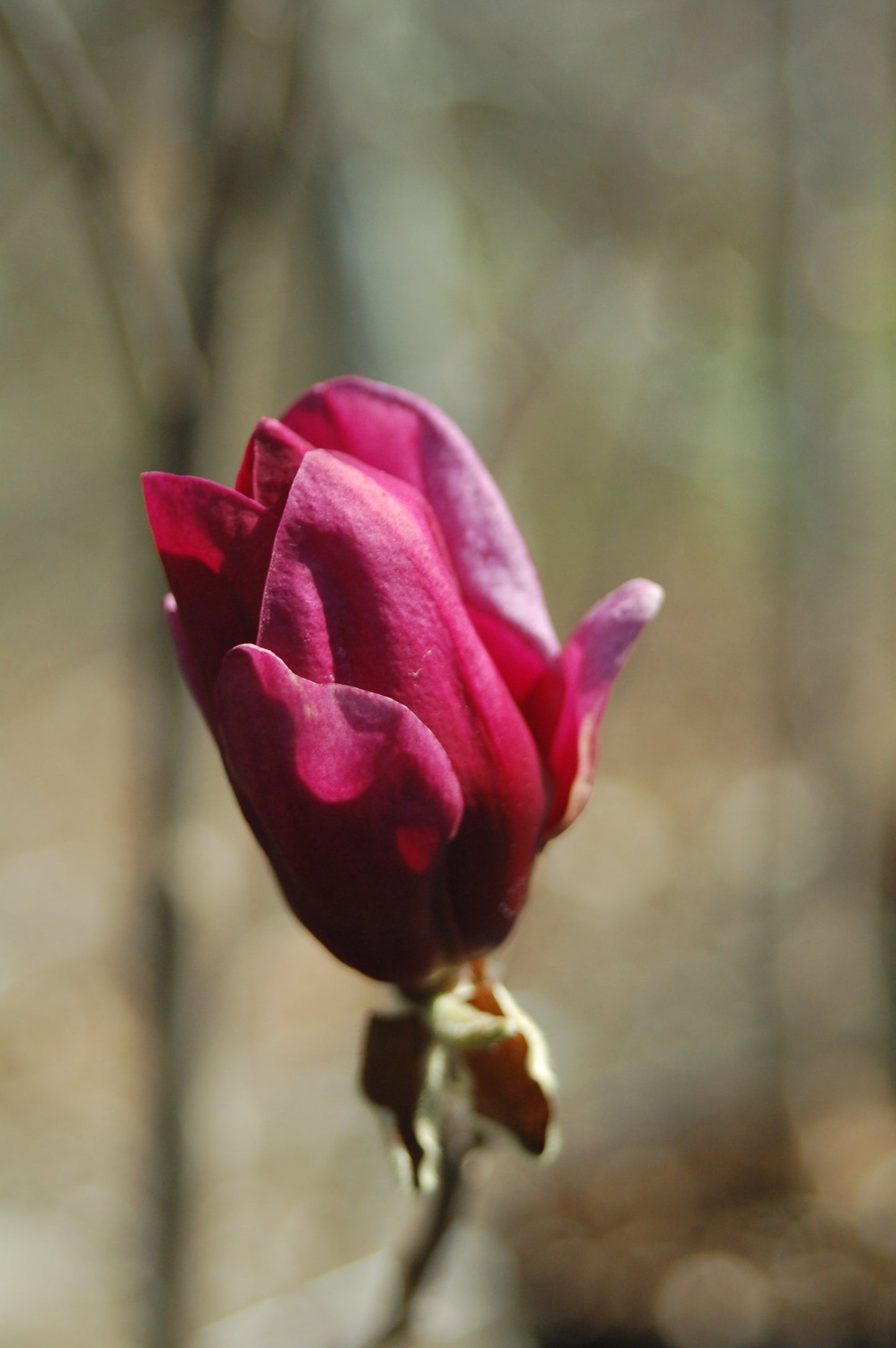 Genie Magnolia