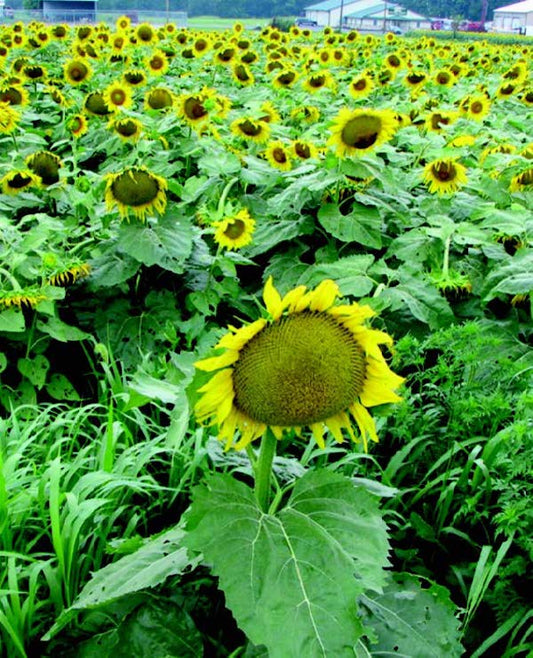 Russian Mammoth Sunflower Seeds