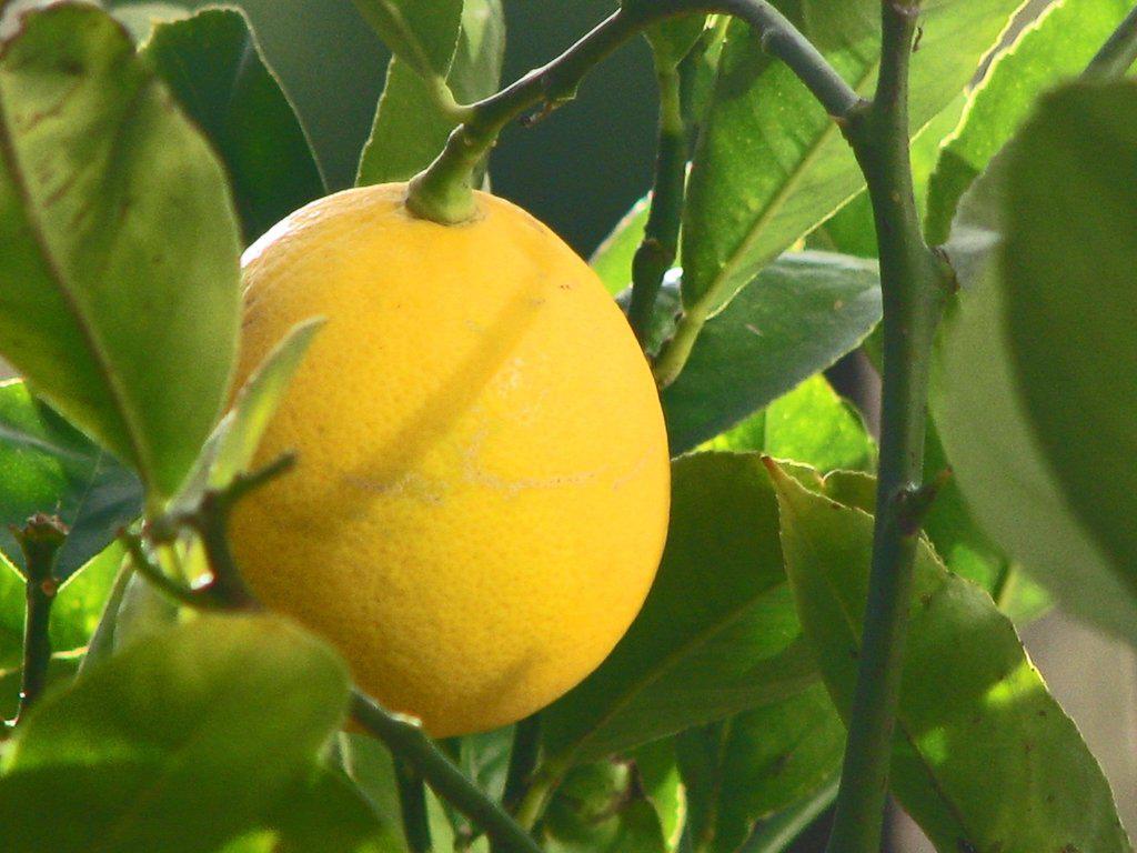 Meyer Lemon Bonsai Tree