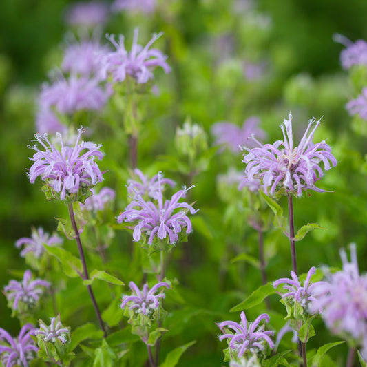 Wild Bergamot