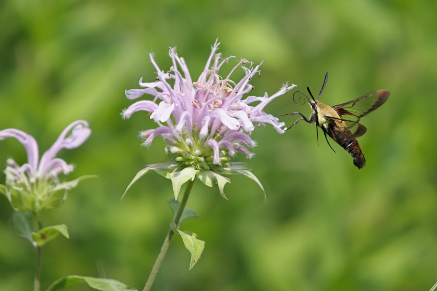 Wild Bergamot