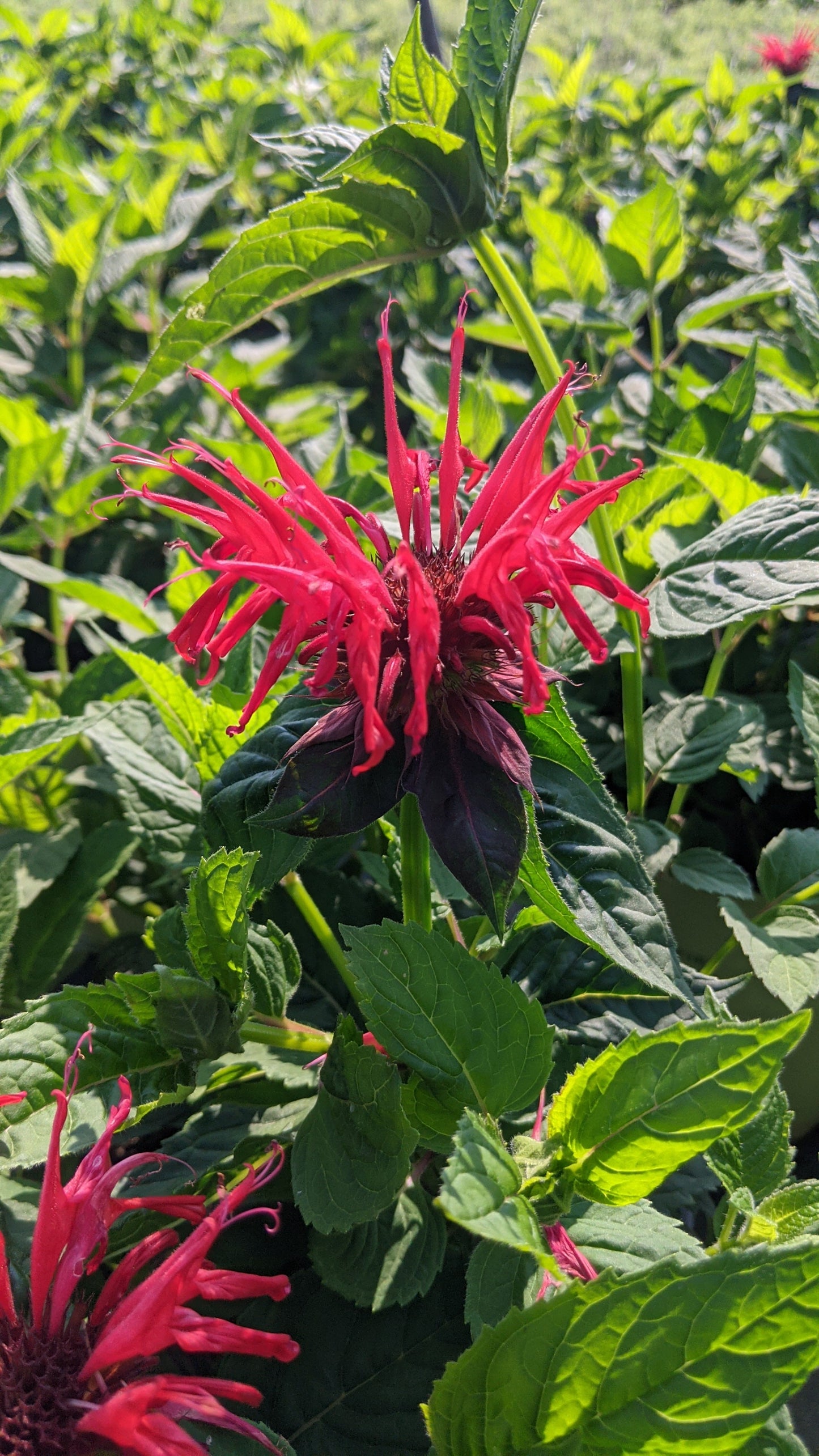 Jacob Cline Bee Balm