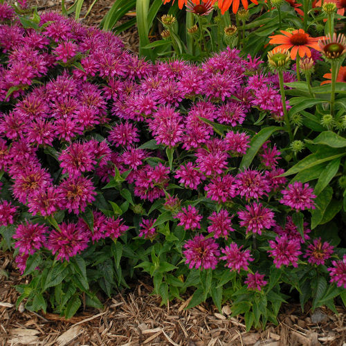 Pardon My Purple Bee Balm