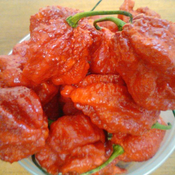 Moruga Satan Strain Red Pepper Seeds (Non-Isolated)