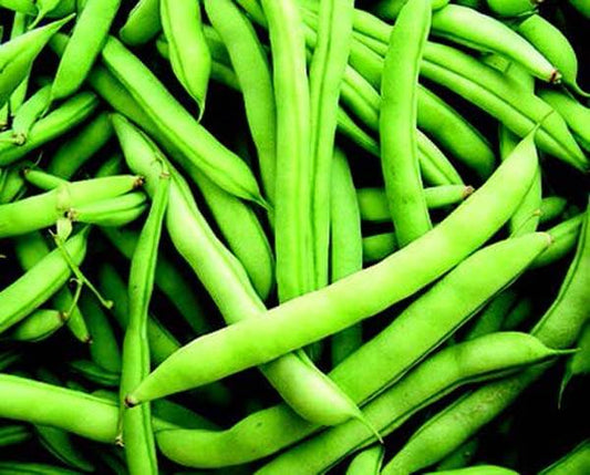 Mountaineer White Half Runner Bean