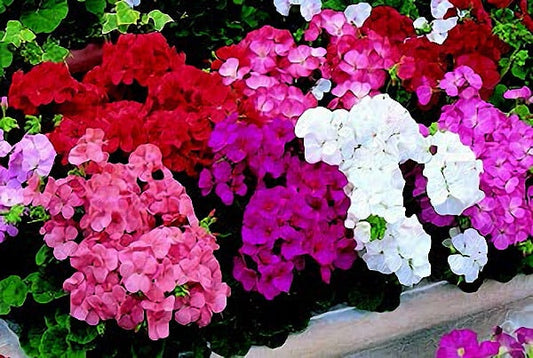 Multibloom Formula Mix Geranium Seeds