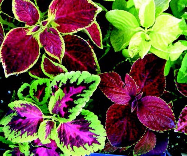 Multicolor Rainbow Mix Coleus Seeds