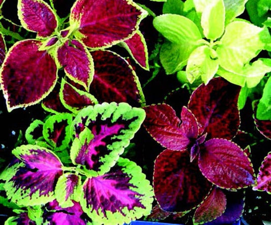 Multicolor Rainbow Mix Coleus Seeds