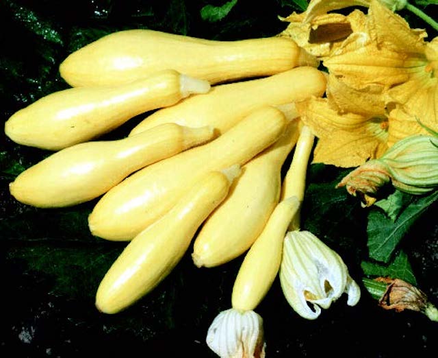 Multipik Hybrid Summer Squash Seeds