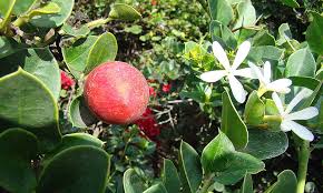 Natal Plum Bonsai Tree