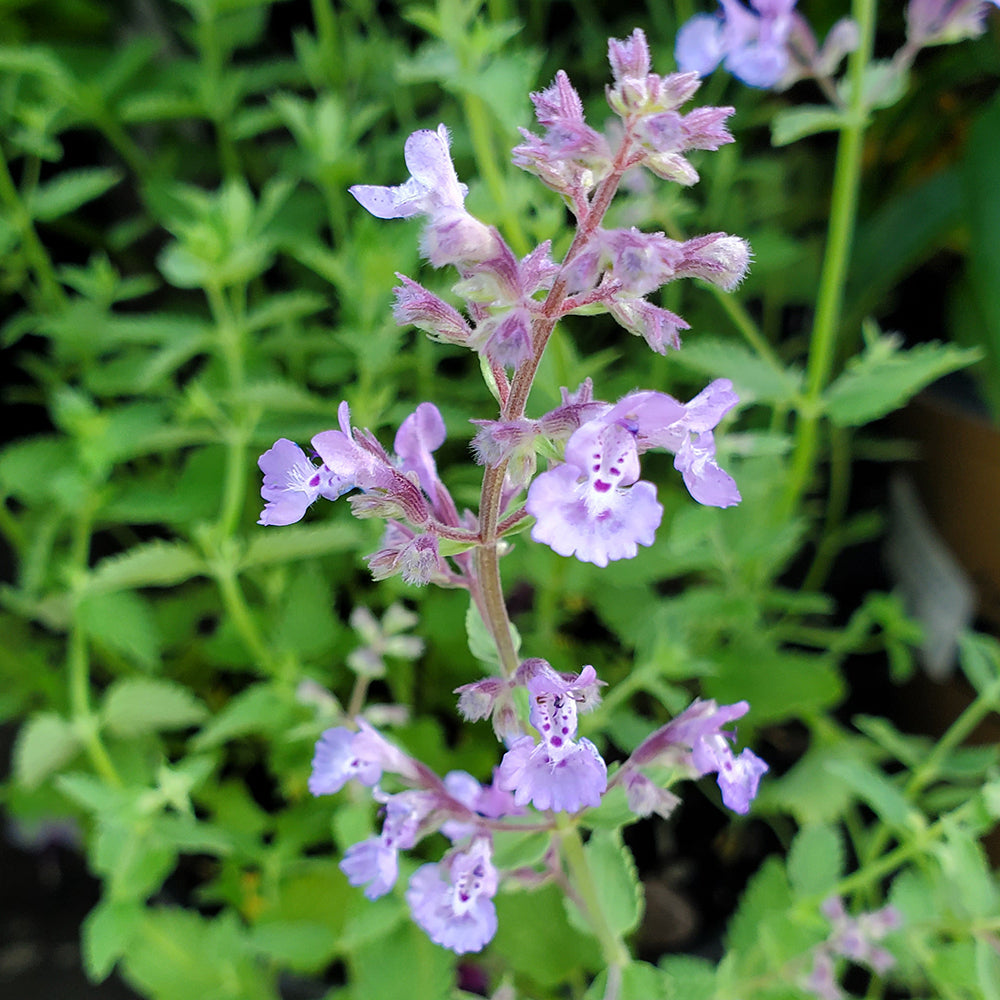 Junior Walker™ Catmint