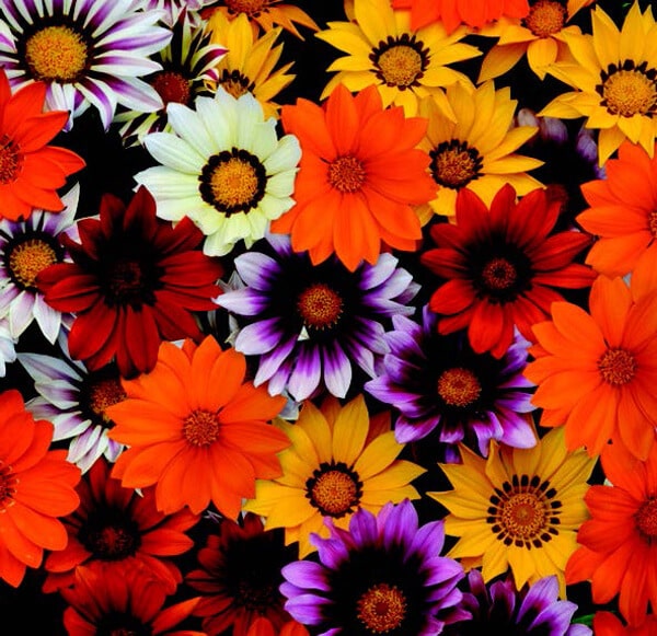 New Day Hybrid Mix Gazania Seeds