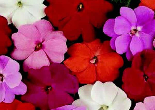 New Guinea Divine Hybrid Mix Impatiens