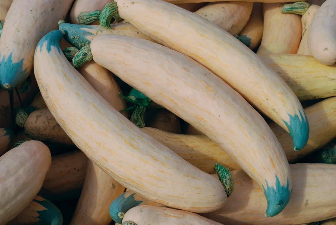 North Georgia Candy Roaster Winter Squash / Pumpkin Seeds